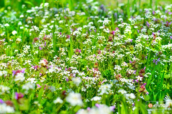 Ανθεί η καλλιέργεια Αρωματικών φυτών στον Έβρο
