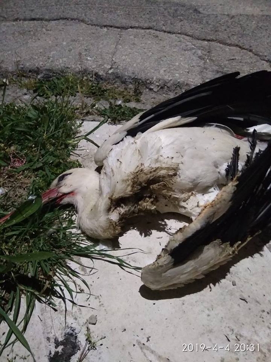 Ο νεκρός πελαργός που εντοπίστηκε στις Φέρες