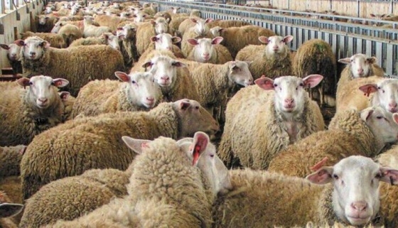 Θανατώθηκε κοπάδι στο Ορμένιο, μέτρα σε βόρειο Έβρο και Σαμοθράκη.