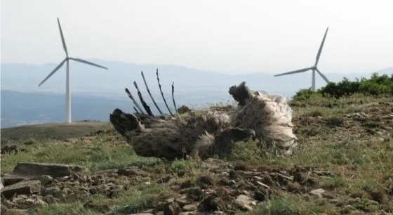 Ανησυχητικά είναι τα αποτελέσματα των μελετών των σωρευτικών επιπτώσεων των Αιολικών Σταθμών Παραγωγής Ηλεκτρικής Ενέργειας.