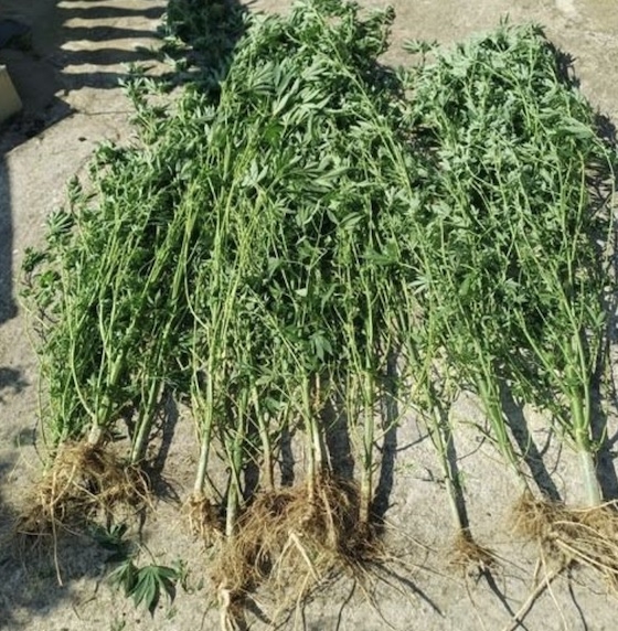 29 δενδρύλλια κάνναβης εντοπίστηκαν στην αυλή του.