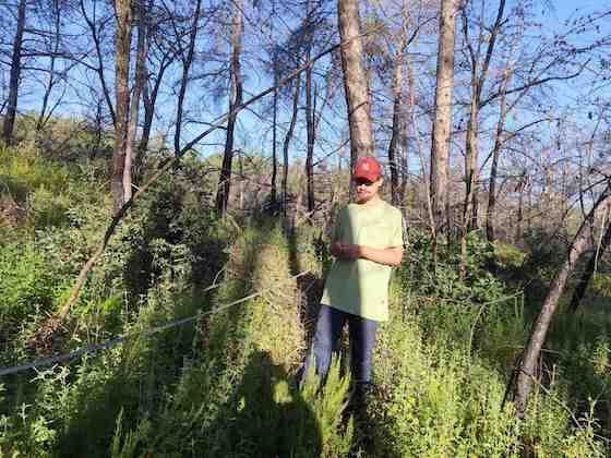 Τα πρώτα αποτελέσματα είναι ενθαρρυντικά, ειδικά σε περιοχές όπου η φωτιά είχε μικρότερη ένταση.