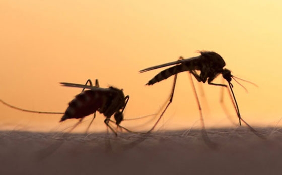 Τηλεοπτικά spot από την Περιφέρεια ΑΜ- Θ για την πρόληψη των μολύνσεων από κουνούπια
