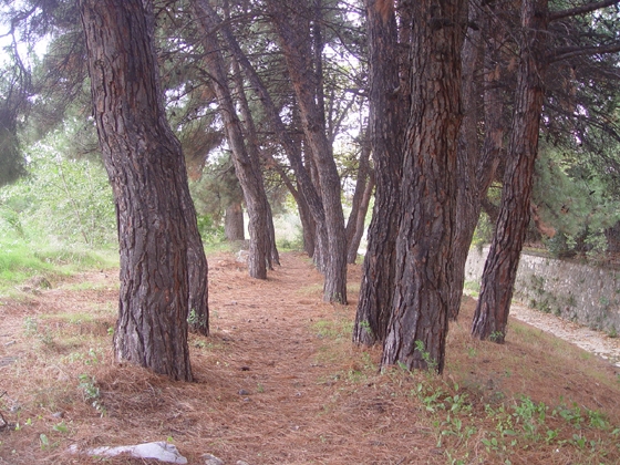 Σε τουαλέτες μετατρέπονται κάθε Πέμπτη τα πεύκα του πάρκου της Εφορίας