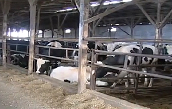 Εγκρίθηκε τελικά το δάνειο για το δημοτικό σφαγείο Φερών.