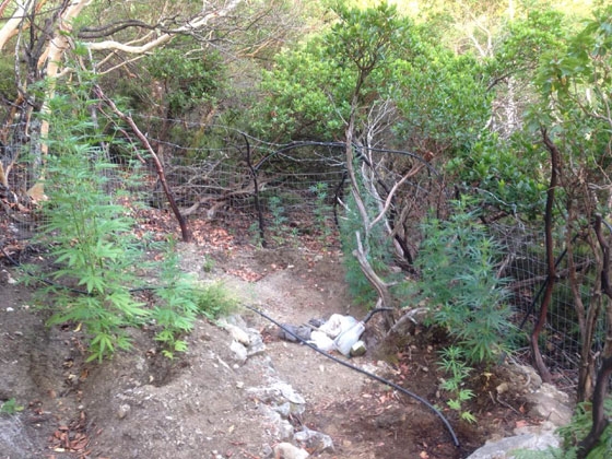 Εντοπίστηκε οργανωμένη φυτεία κάνναβης στη Σαμοθράκη