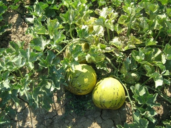 Ξεπερνούν τα 1.000 στρέμματα οι εκτάσεις με πεπόνι στον Έβρο