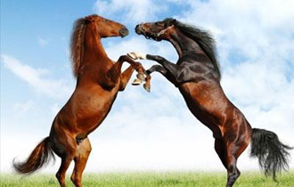 Ανιχνεύτηκε DNA αλόγου και σε άλλα επτά προϊόντα.