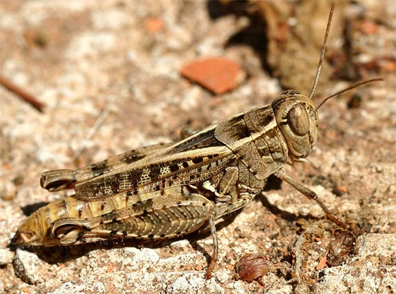 Calliptamus italicus(Ενήλικο)