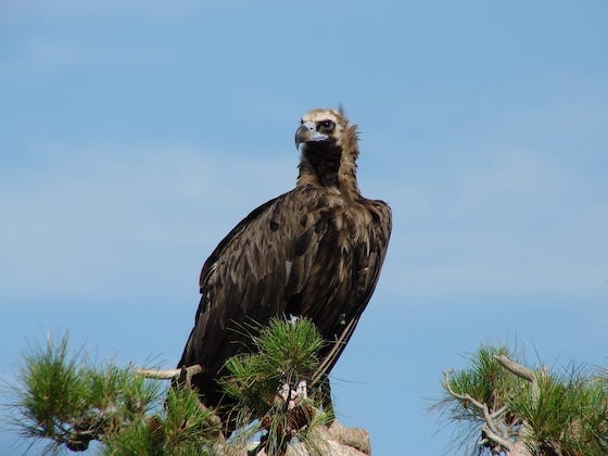Η αναπαραγωγική περίοδος για τα αρπακτικά πουλιά στο Εθνικό Πάρκο Δάσους Δαδιάς - Λευκίμης - Σουφλίου είναι σε πλήρη εξέλιξη.