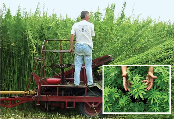 Στο Τυχερό οι πρώτες καλλιέργειες β. κάνναβης για την Ελλάδα