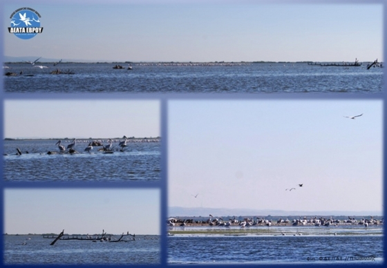 Δέλτα Έβρου: Αφίξεις από Ιταλία, Γαλλία και Τουρκία στον Υγρότοπο