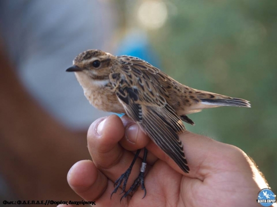 Δέλτα Έβρου: Περισσότερες από 9.000 δακτυλιώσεις πουλιών μέσα σε 6 χρόνια