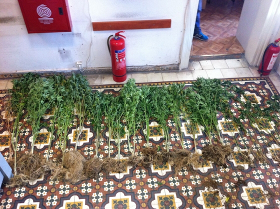 Βρέθηκαν και κατασχέθηκαν σαράντα επτά (47) δενδρύλλια κάνναβης σε διάφορα στάδια ανάπτυξης.