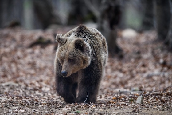 Μεγάλη αρκούδα εμφανίστηκε σε ορεινή περιοχή του δήμου Αλεξανδρούπολης Μεγάλη αρκούδα εμφανίστηκε σε ορεινή περιοχή του δήμου Αλεξανδρούπολης