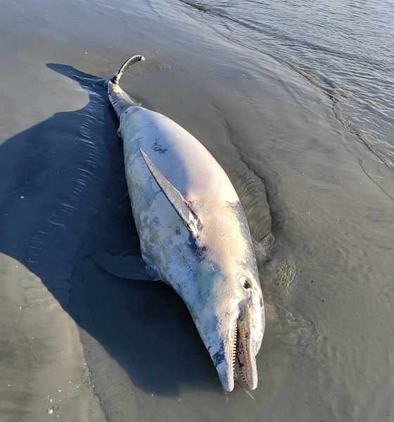 Το άτυχο θηλαστικό εντοπίστηκε στην παραλία της Άνθειας 