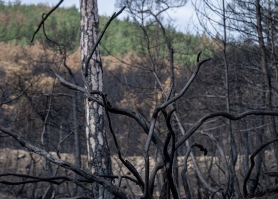 Κτηνοτρόφοι, παραγωγοί και επιτηδευματίες που επλήγησαν, ζουν εν αναμονή των αποζημιώσεων.