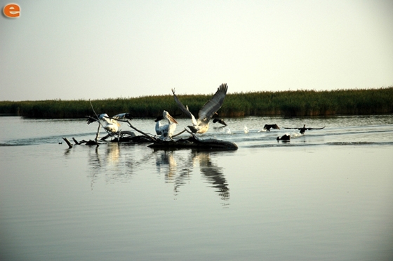 Προβληματίζει τον Δήμο Αλεξανδρούπολης η πιθανή ένταξη του Δέλτα Έβρου στο “Natura 2000”