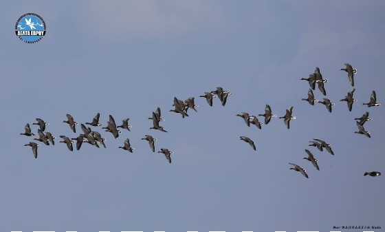 Ρεκόρ Νανόκυκνων στις μεσοχειμωνιάτικες καταμετρήσεις Υδρόβιων στο Δέλτα Έβρου