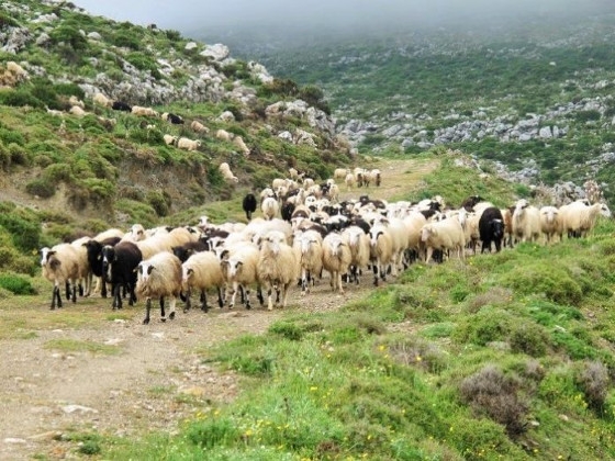 Έβρος: Μεγάλη η μείωση του αιγοπροβατοτροφικού κεφαλαίου μέσα σε μία επταετία
