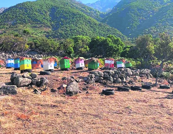 Επιβάλλεται η εκπόνηση ενός σχεδίου ανασυγκρότησης – αναγέννησης όπου η μελισσοκομία θα έχει πρωταγωνιστικό ρόλο.