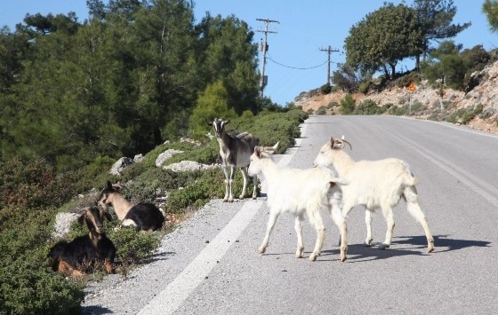 Ο Δήμαρχος της Σαμοθράκης Αθανάσιος Βίτσας, ζήτησε από την κυβέρνηση να εξαιρεθεί το νησί από τα απαγορευτικά μέτρα.
