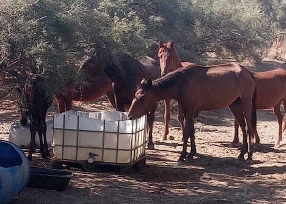 Αυτοσχέδιες δεξαμενές νερού για τις ανάγκες των αλόγων 