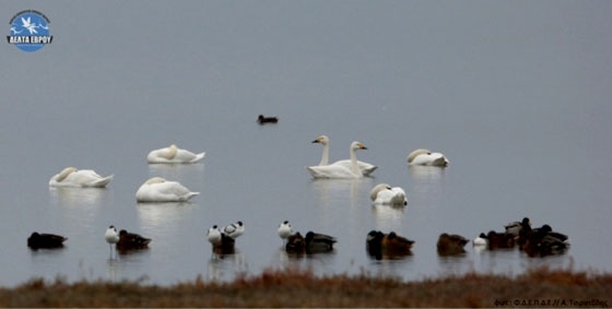 Χειμερινές καταγραφές στο Δέλτα του Έβρου
