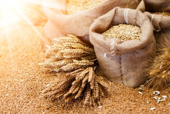 Μειωμένη είναι η απόδοση στην καλλιέργεια σταριού στην περιοχή του βορείου Έβρου