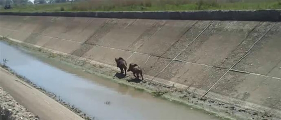Απεγκλωβισμός αγριογούρουνων από αρδευτικό κανάλι