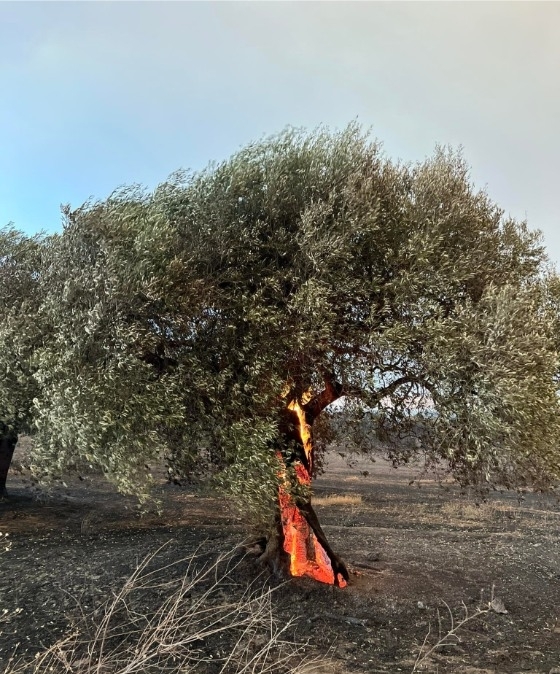 Ορισμένα δένδρα στους ελαιώνες έχουν ηλικία έως και 2.500 χρόνια. 