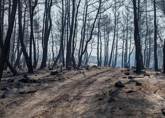 Εκπονείται μελέτη από τη WWF με σκοπό την ολιστική προσέγγιση των περιοχών για τεχνητή αναδάσωση