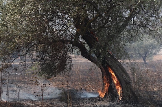 Έρχεται προκαταβολή για ζημιές σε φυτικό κεφάλαιο από πυρκαγιές του 2023 - Το ποσό για τον Έβρο