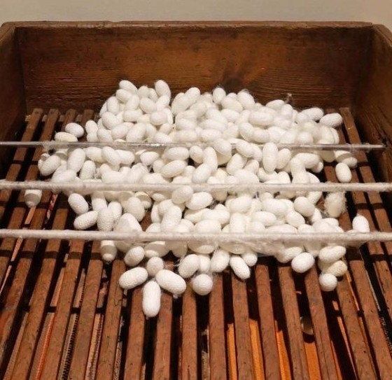 Σουφλί: Σηροτροφία & παραγωγή μεταξιού θα διδάσκονται στα νέα τμήματα ΔΙΕΚ