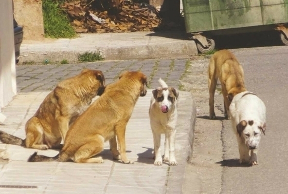 Για αρχή, η δράση θα λάβει χώρα στην περιοχή από το πάρκο Ακαδημίας μέχρι την εκκλησία του Αγίου Ελευθερίου κι από την παραλία μέχρι το ύψος του ΙΚΑ.