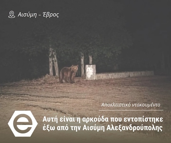 Αλεξανδρούπολη: Οδηγίες της Διεύθυνσης Δασών Έβρου με αφορμή την εμφάνιση καφέ αρκούδας 