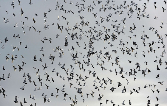 Tα περιστέρια έφτασαν στη Θεσσαλονίκη σε 3,5 ώρες!