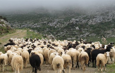 10 κτηνίατροι και 90 Τεχνολόγοι Ζωικης Παραγωγής.