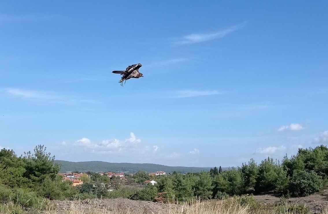Αποθεραπεύτηκε & απελευθερώθηκε  η γερακίνα «Εμμέλια» από το Εθνικό Πάρκο Δάσους Δαδιάς