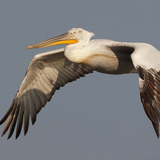Λαθροκυνηγός σκότωσε σπάνιο αργυροπελεκάνο στον Έβρο