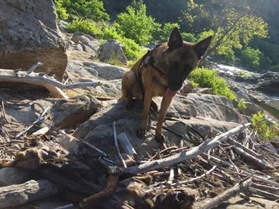 Πιθανή αιτία για τις φόλες ήταν η θανάτωση των σκυλιών του κτηνοτρόφου