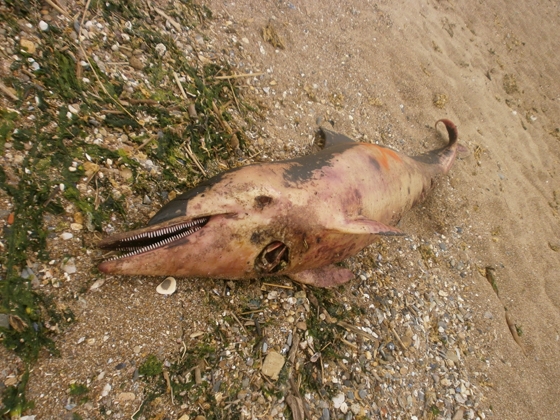 Δελφίνι ξεβράστηκε σε παραλία της Αλεξανδρούπολης