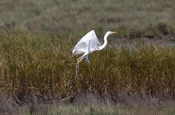 Οι περιοχές που είναι ακόμα πλημμυρισμένες με γλυκό νερό, φιλοξενούν τα περισσότερα πουλιά 