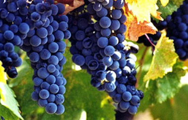 Η καταχώρηση των Δηλώσεων Συγκομιδής θα συνεχίσει να πραγματοποιείται έως τις 15 Ιανουαρίου.