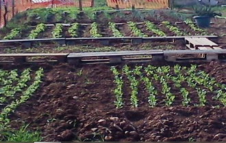 Οι κήποι είναι των 50τμ και η εκμίσθωση είναι για τρία έτη.