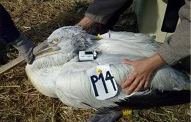 Ένας ενήλικος αργυροπελεκάνος βρέθηκε νεκρός. 