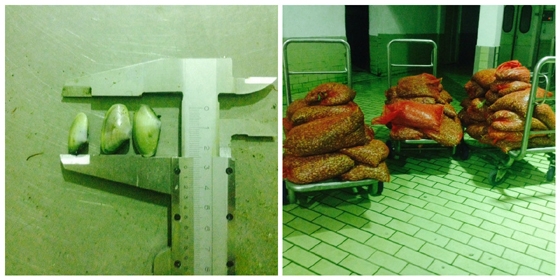 Φωτογραφία από τα όστρακα που κατασχέθηκαν.