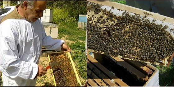 Έντονη ανησυχία μετά τις δεκάδες κλοπές σε μελισσοσμήνη εκφράζουν οι μελισσοκόμοι του Έβρου