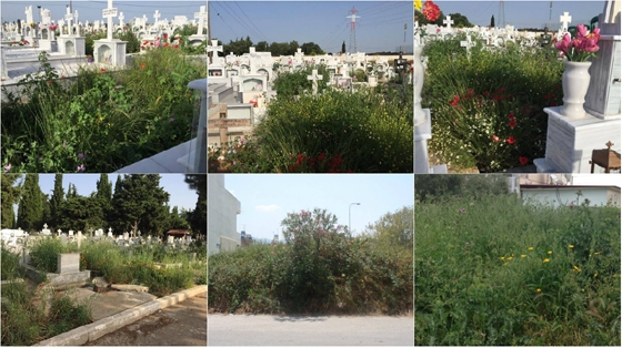 Δηλητηριάσεις παιδιών και τσιμπήματα από φίδια - Εικόνες ντροπής από χόρτα και στα κοιμητήρια