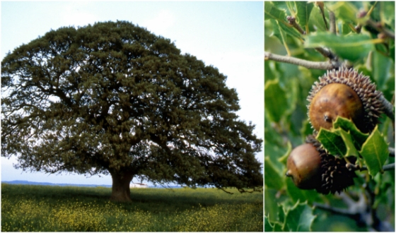Το πάρκο της Βελανιδιάς θα δημιουργήσουν μαθητές στην Αλεξανδρούπολη
